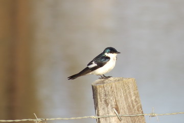 Fototapeta premium Golondrina