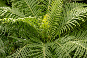 view from above palm branches 