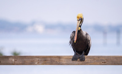 Brown Pelican on dock