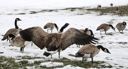 Wild Goose flapping its Wings