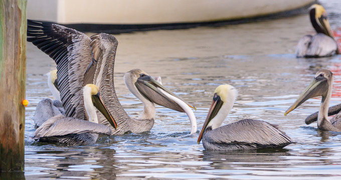 Pelicans With Eel 1