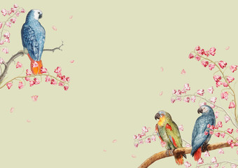 Parrots mockup border © Rawpixel.com