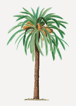 Date palm tree