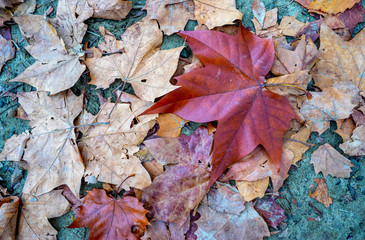 Dry maple leaves in autumn falling to the ground at the forest