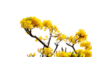 Beautiful fresh yellow color bloom flowers of Tabebuia aurea tree or trumpet tree : isolated on white background