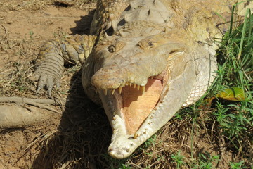 Fototapeta premium Caiman