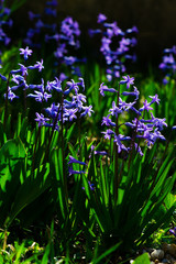Obraz premium blue and purple hyacinth flowers in garden