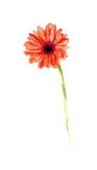 赤いガーベラの水彩画　Watercolor african daisy flower isolated