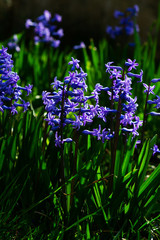 blue and purple hyacinth flowers in garden