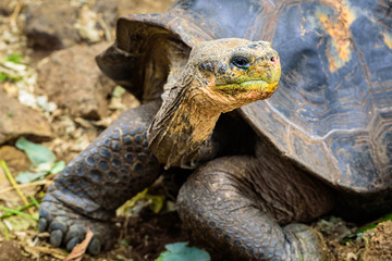 Obraz premium Galapagos giant tortoise close up in its natural habitat, Ecuador