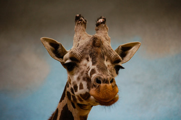 portrait of a giraffe