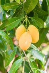 Yellow marian plum (maprang)hanging,marian field,marian farm.