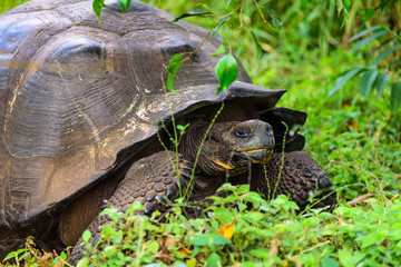 Tortuga Gigante de Galapagos