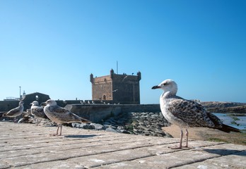 モロッコ・エッサウィラの北稜堡と海鳥