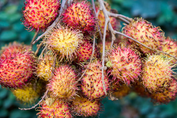 Close up image of rambutan, exotic fruit