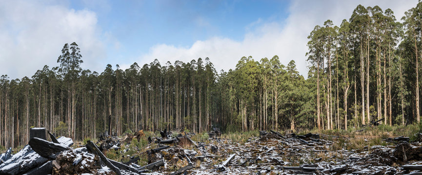 A Blanket Of Snow At A Forestry Coupe In Victoria Australia