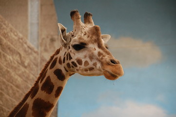 portrait of a giraffe