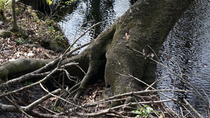 old tree in the forest