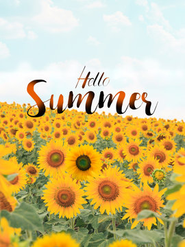 Text hello summer with sunflower field background.