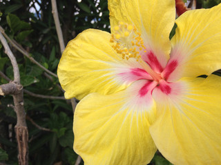 Obraz na płótnie Canvas yellow hibiscus flower