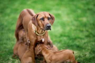 Rhodesian Ridgeback nursing her puppies on green grass