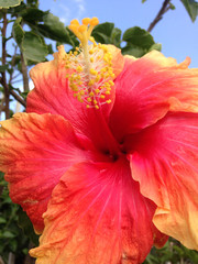 red hibiscus flower