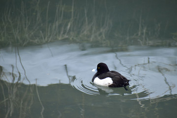 暗い川のキンクロハジロ