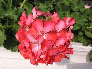 red flowers in the garden
