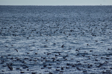 冬の海に集まるカモメたち