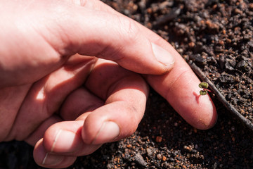 Hand inspecting a tiny plant seedling that will grow into a large gum tree in Victoria Australia