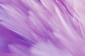 Purple chicken feathers in soft and blur style for background
