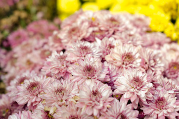 pink Chrysanthemum with sunshine in garden at flower festival Chiangmai,Thailand.