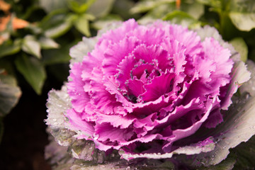 red cabbage in the garden