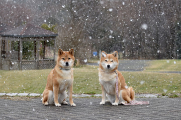 柴犬・降雪