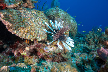 Fototapeta na wymiar Lionfish (Grand Cayman, BWI)