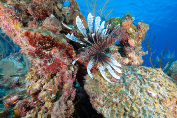 Lionfish (Grand Cayman, BWI)
