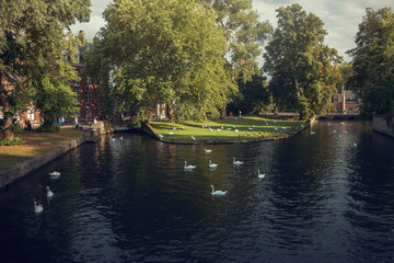 Fototapeta premium Patos en brujas