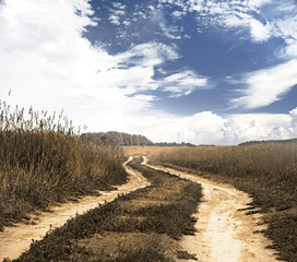 road in the fields