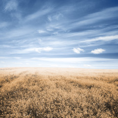 autumn fields