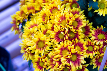 Obraz premium Chrysanthemum indicum Linn Yellow flowers background. Chrysanthemum morifolium Ramat flowers.