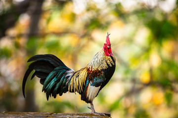 Closeup Chicken with blurred background