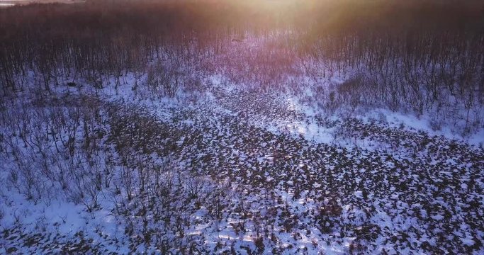 Aerial view of endless winter forest of Sikhote-Alin Biosphere Reserve which is important for the endangered Siberian tiger. Evening. Russia. 