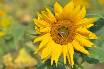 Fototapeta premium Bright colorful yellow sunflower. Shallow depth of field.
