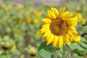 Bright colorful yellow sunflower. Shallow depth of field.