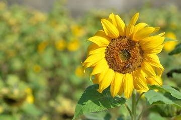 Bright colorful yellow sunflower. Shallow depth of field.