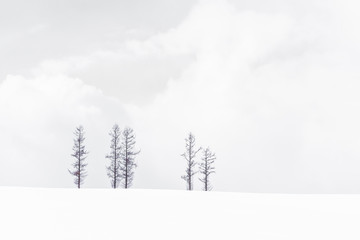 Beautiful landscape of lonely tree branch