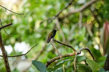Tiny Coppe- Rumped Hummingbird, tropical forest