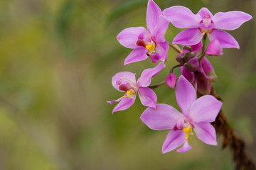 Fototapeta na wymiar Blooming purple orchid