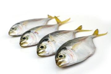 Mackerel fish isolated on white