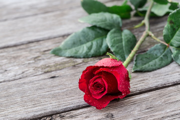 Romantic background with one blooming red rose on wooden rustic table.